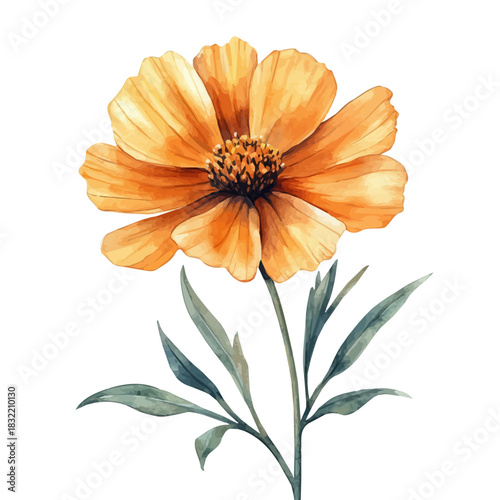 watercolor of Coreopsis Flower illustration, isolated on a white background.