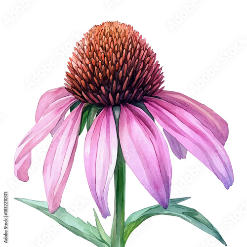 Coneflower Flower, illustration watercolor with dynamic strokes and balanced color harmony, isolated on a white background.