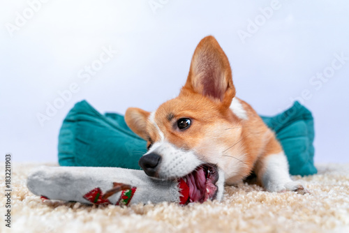 A cute corgi dog chews on a toy while lying on a soft carpet and bed surrounded by cozy pillows, capturing a moment of playfulness and relaxation.