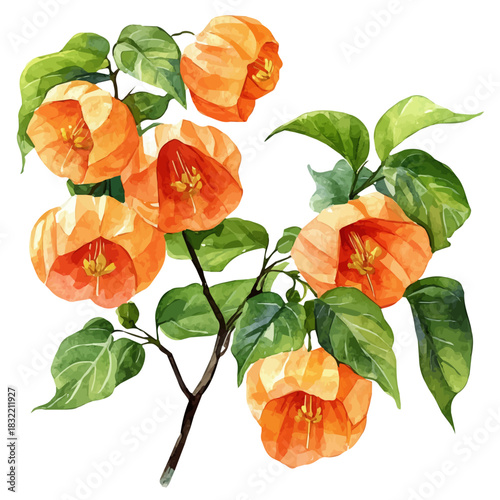 Photos Chinese Lantern Flower, illustration watercolor with playful splashes and delicate line details, isolated on a white background