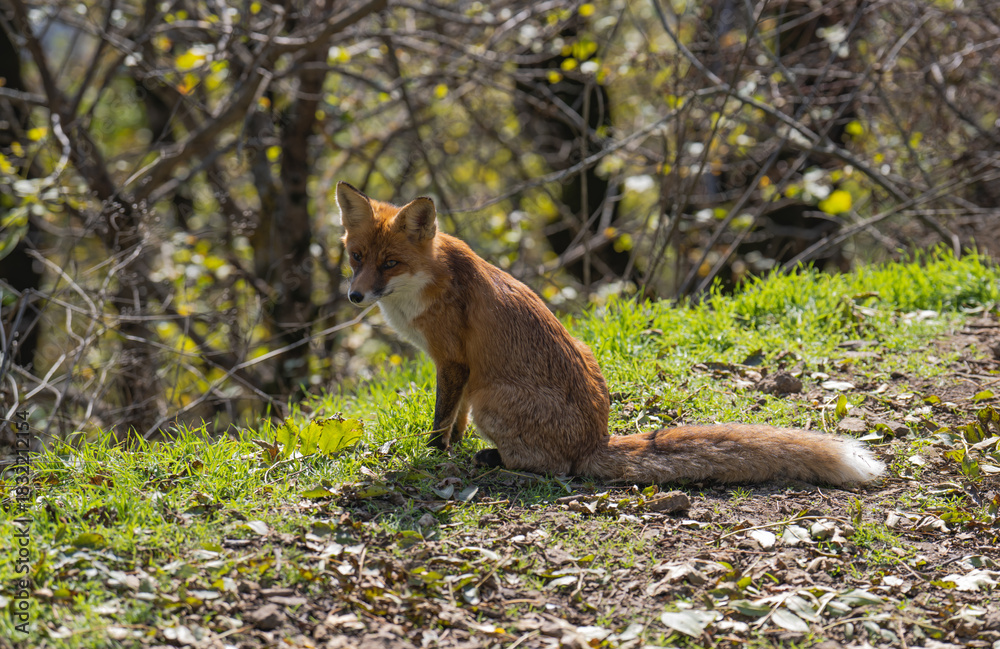 Fototapeta premium red fox in the wild