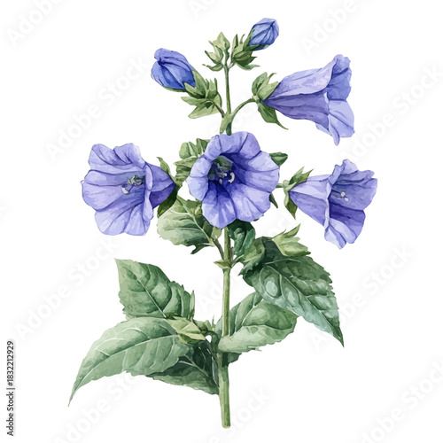 Canterbury Bells Flower, illustration watercolor with playful splashes and delicate line details, isolated on a white background.