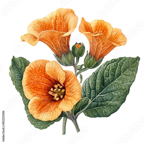 Calceolaria Flower, refined watercolor illustration with luminous tones and soft layered brushwork, isolated on a white background.