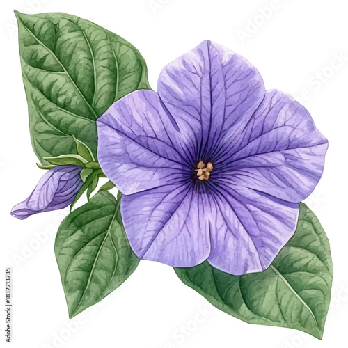 Browallia Flower, illustration watercolor with dynamic strokes and balanced color harmony, isolated on a white background.