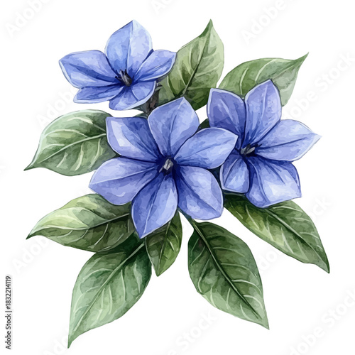 Bluestar Flower, illustration watercolor with dynamic strokes and balanced color harmony, isolated on a white background.
