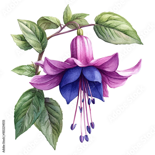 Beggarticks Flower, illustration watercolor with dynamic strokes and balanced color harmony, isolated on a white background.
