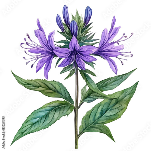watercolor of Bee Balm Flower, vector clipart, isolated on a white background.