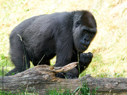 Western lowland gorilla (Gorilla gorilla gorilla)
