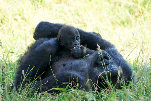 Western lowland gorilla (Gorilla gorilla gorilla)