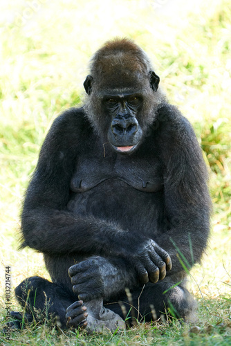 Western lowland gorilla (Gorilla gorilla gorilla)