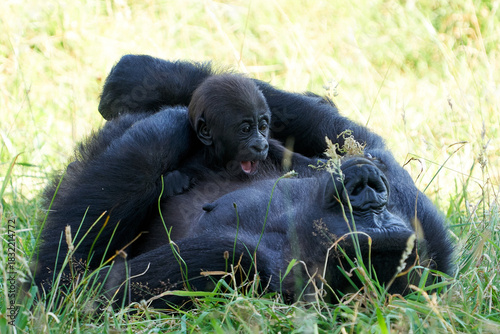 Western lowland gorilla (Gorilla gorilla gorilla)