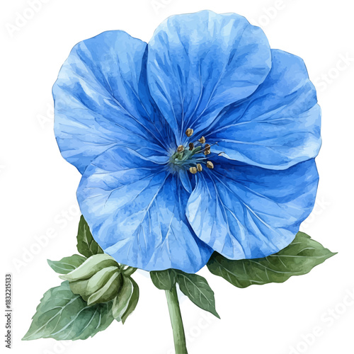 Balloon Flower, illustration watercolor with dynamic strokes and balanced color harmony, isolated on a white background.