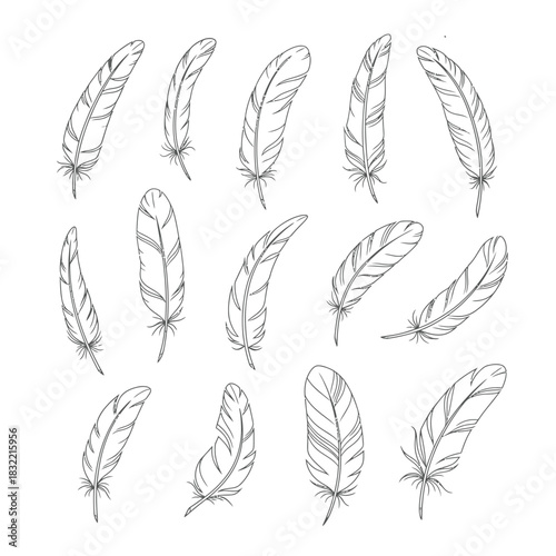 A collection of detailed sketched feathers in varying positions and styles