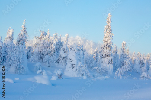 Trees with snow cover on misty and cold winter morning at Riisitunturi National Park, Northern Finland, Europe