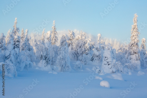 Trees with snow cover on misty and cold winter morning at Riisitunturi National Park, Northern Finland, Europe