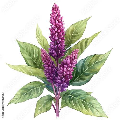 Amaranth Flower, refined watercolor illustration with luminous tones and soft layered brushwork, isolated on a white background.