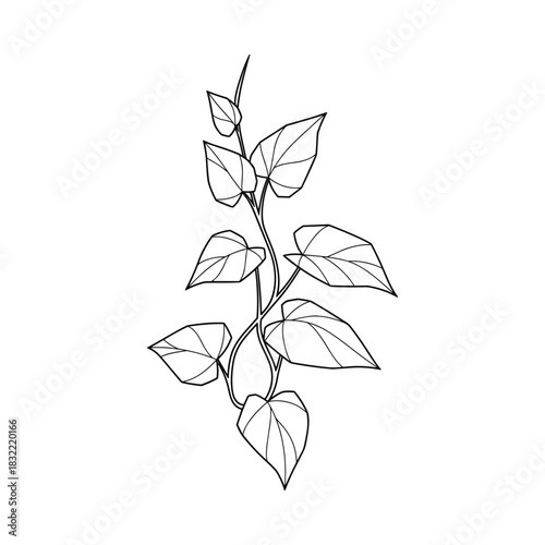 Hand drawn sketch of a delicate vine with heart shaped leaves and tendrils on a white background