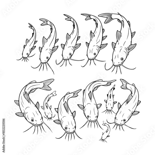 catfish in silhouette white background