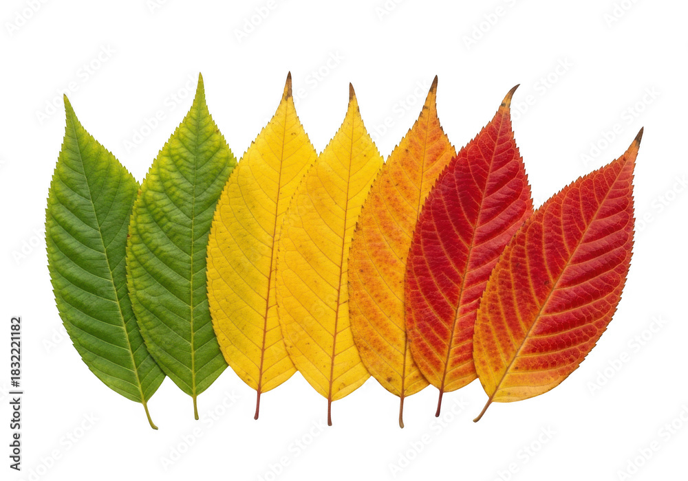 Fototapeta premium Row of leaves showing color change from green to yellow, orange, and red, isolated on transparent background