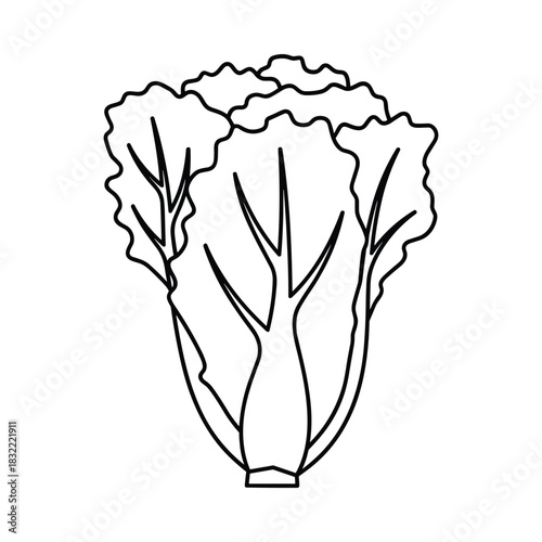 Simple outline drawing of a fresh head of napa cabbage