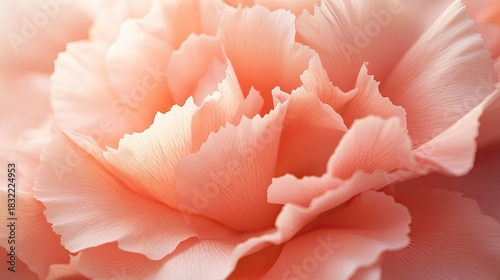 An HD macro shot of pastel pink carnation petals