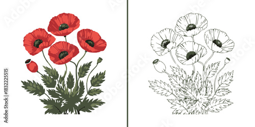 Poppy flower botanical illustration with colour and line art blossom arrangement for floral design and decorative artwork