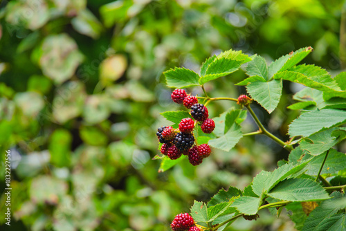 blackberries hanging on branches in a garden with green leaves and blur background