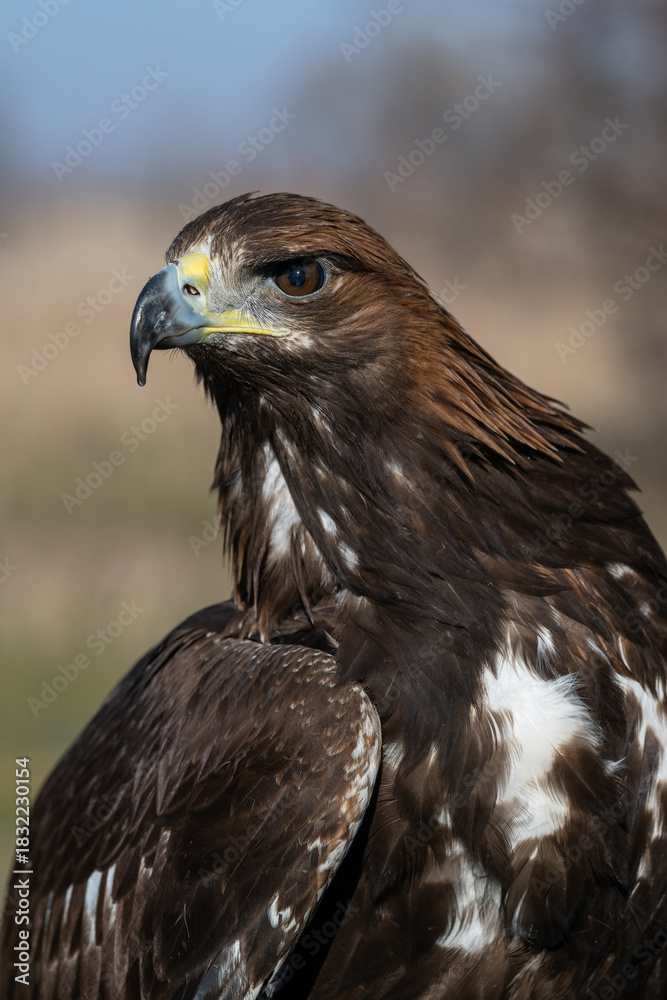 Fototapeta premium A large portrait of a golden eagle