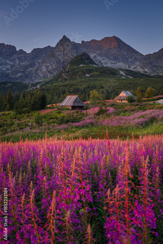 Fototapeta Naklejka Na Ścianę i Meble -  Fireweed flowering in the Tatras at sunrise in August, adding vivid pink tones to the mountain landscape.
