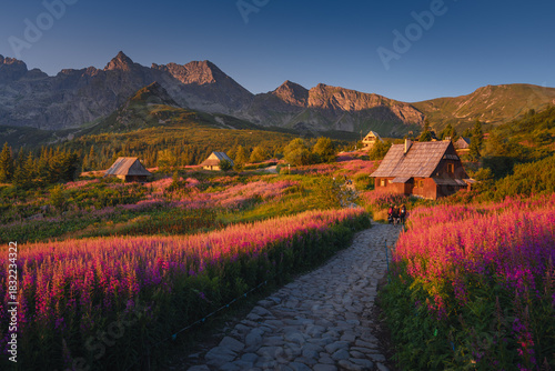 Fototapeta Naklejka Na Ścianę i Meble -  Fireweed flowering in the Tatras at sunrise in August, adding vivid pink tones to the mountain landscape.