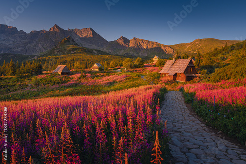 Fototapeta Naklejka Na Ścianę i Meble -  Fireweed flowering in the Tatras at sunrise in August, adding vivid pink tones to the mountain landscape.