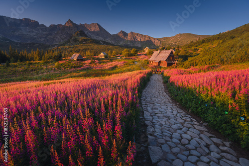 Fototapeta Naklejka Na Ścianę i Meble -  Fireweed flowering in the Tatras at sunrise in August, adding vivid pink tones to the mountain landscape.