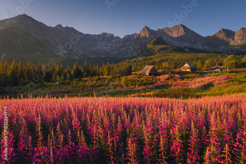 Fototapeta Naklejka Na Ścianę i Meble -  Fireweed flowering in the Tatras at sunrise in August, adding vivid pink tones to the mountain landscape.