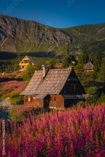 Fototapeta Naklejka Na Ścianę i Meble -  Fireweed flowering in the Tatras at sunrise in August, adding vivid pink tones to the mountain landscape.