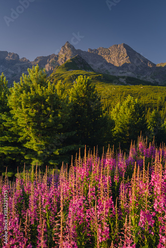 Fototapeta Naklejka Na Ścianę i Meble -  Fireweed flowering in the Tatras at sunrise in August, adding vivid pink tones to the mountain landscape.