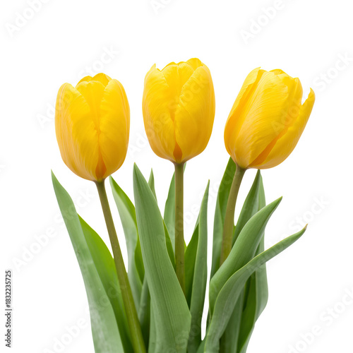 Bright Yellow Tulips in a Simple Arrangement on a White Background Showcasing...