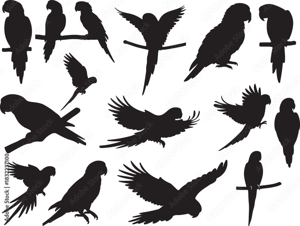 Obraz premium Conure Parrot Silhouette