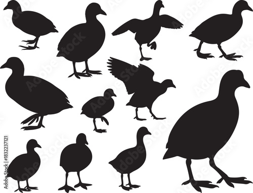 Coot Bird Silhouette