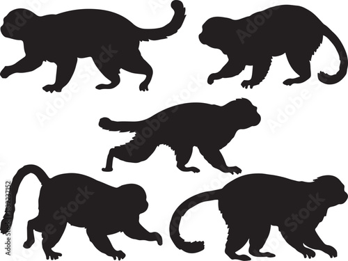 Cotton-top Tamarin Silhouette