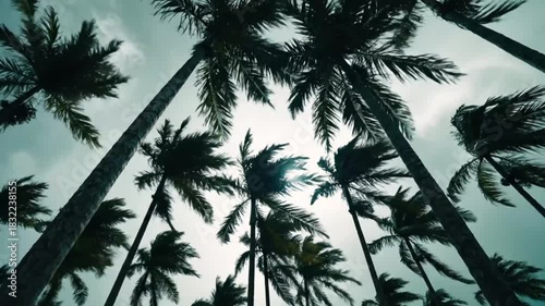 Vídeo 4k worm's eye view of palm trees against a cloudy sky during a windy day time