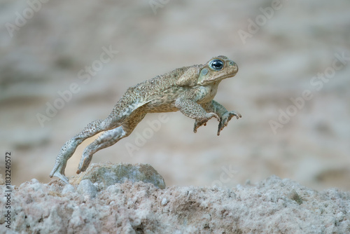 Jumping cane toad (Rhinella marina), also known as the giant neotropical toad or marine toad, is a large, terrestrial true toad native to South and mainland Central America