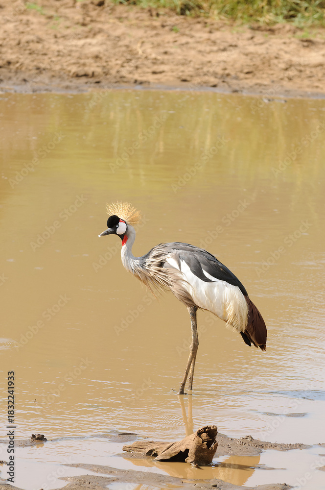 Obraz premium Crowned Crane - Balearica regulorum