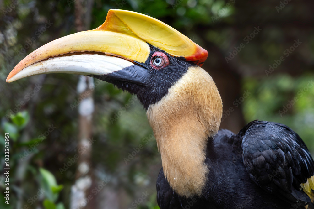 Obraz premium Hornbill bird