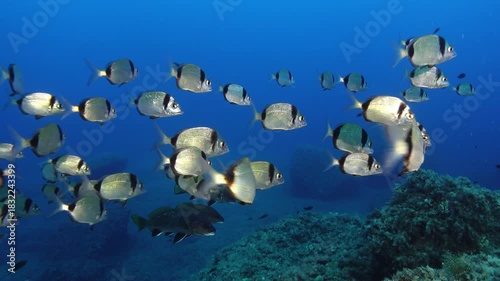 Two banded bream and brown meagre fishes in blue sea water