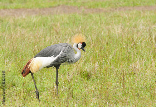 Grey crowned Crane (Balearica regulorum)
