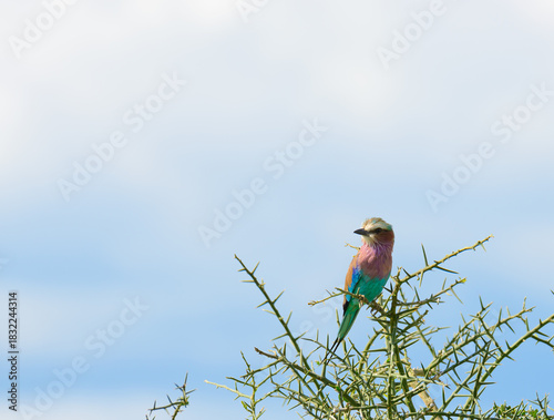 Lilac-breasted roller