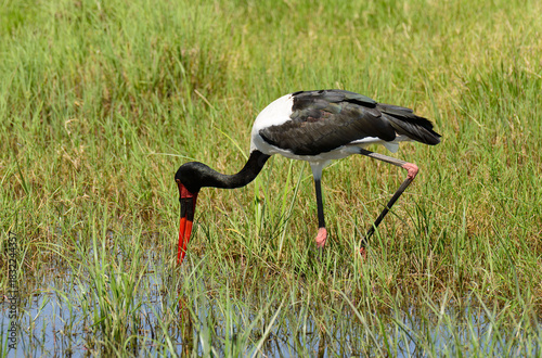 Saddle-billed stork (Ephippiorhynchus senegalensis) in Tarangire National Park