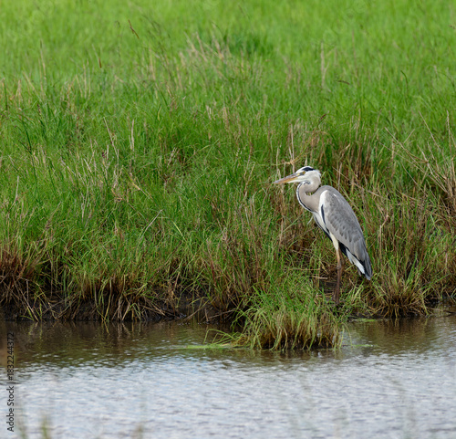 Grey Heron (Ardea cinerea:)