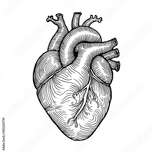 Detailed black and white anatomical human heart illustration