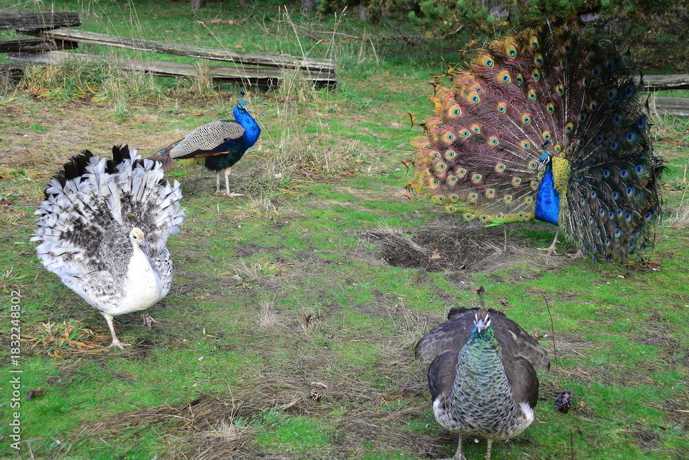 Obraz premium Peacock meeting place in Beacon Hill Park in Victoria BC, Canada